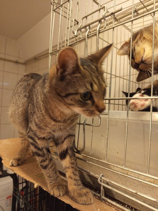 4 miesięczny kocurek szuka domu niewychodzącego