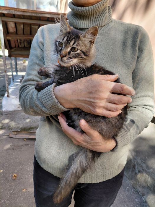 Кошеня шукає родину!