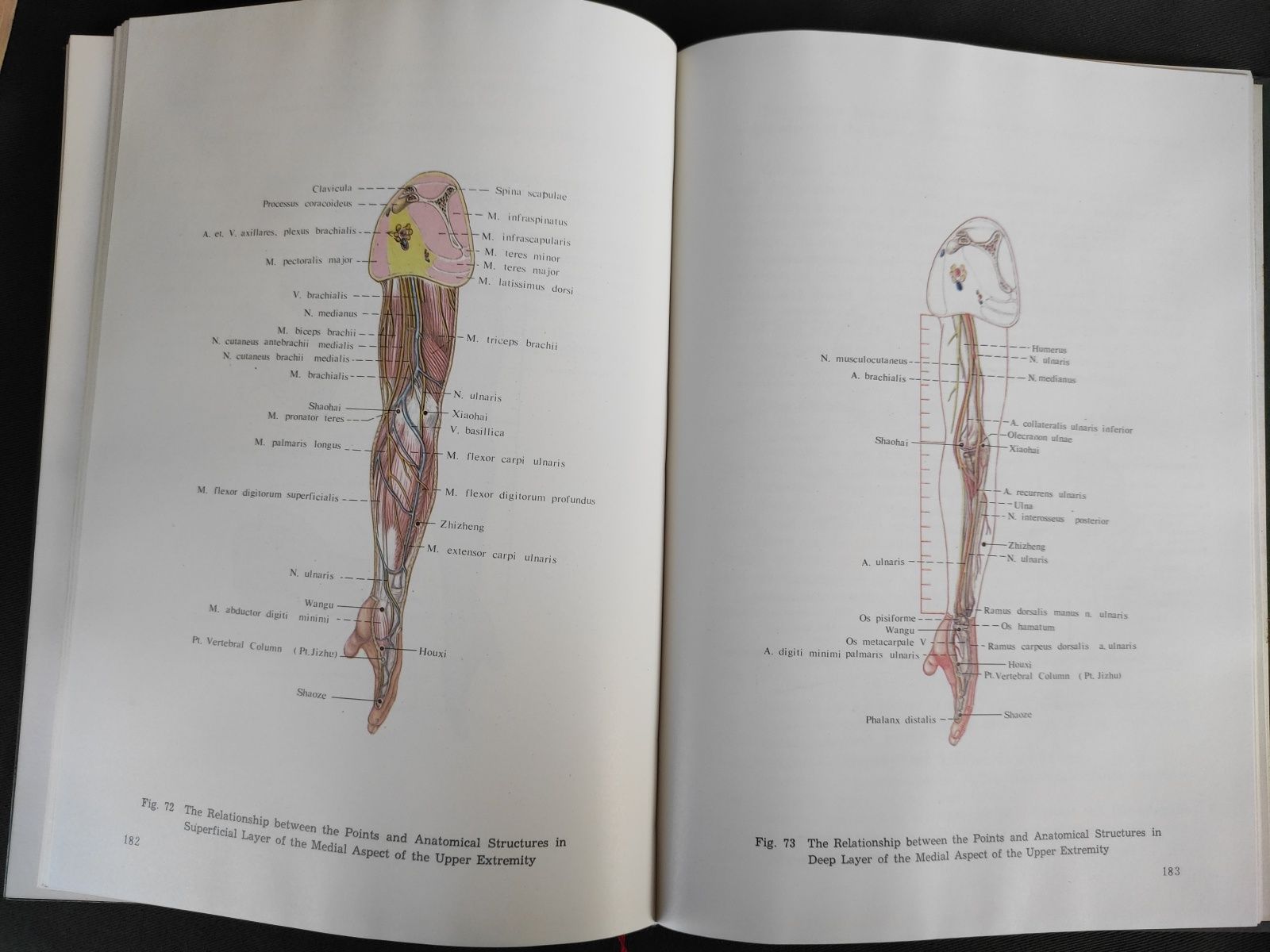 Anatomical atlas of chinese acupuncture points