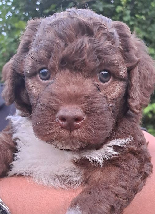 Sunia lagotto romagnolo