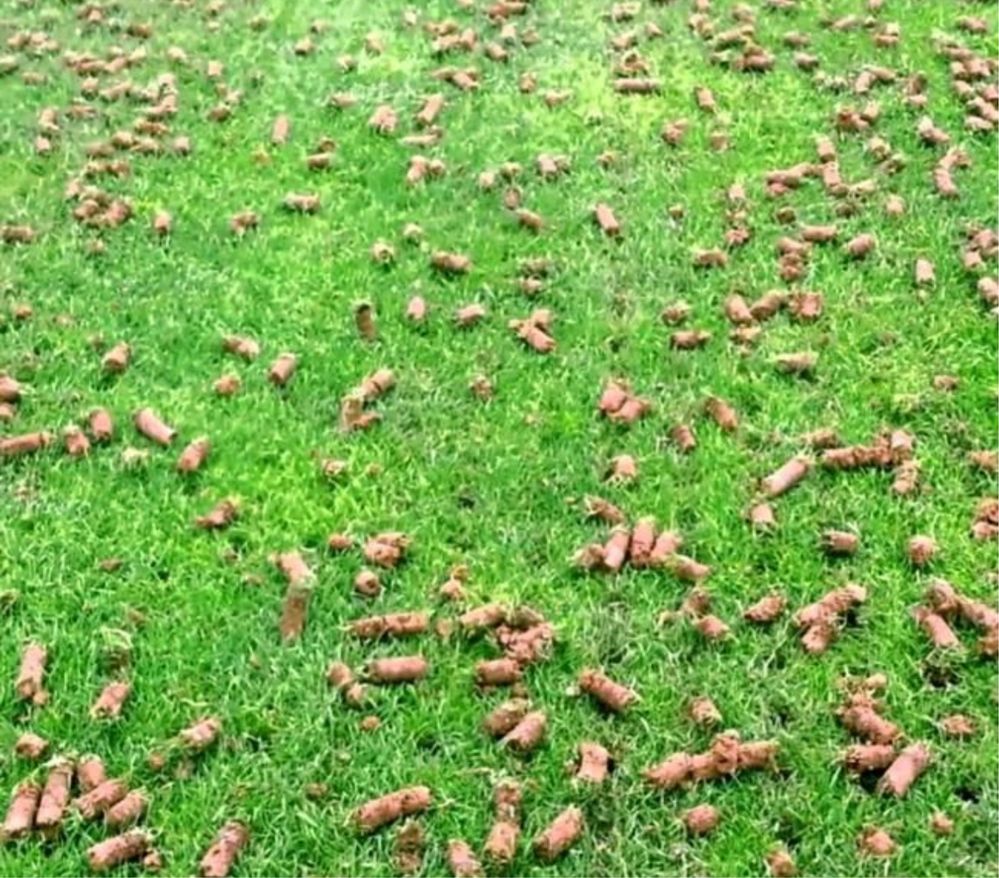 Wynajme Zbieracz do wykorków aerator trawników niwelator piaskarka