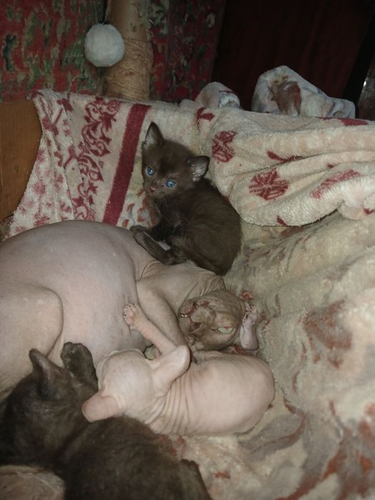 Продаются Донской сфинкс котята