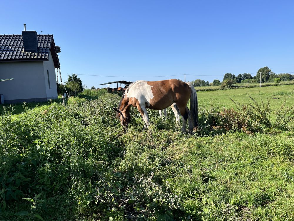 Sprzedam klacz srokatą 3 lata z źrebakiem