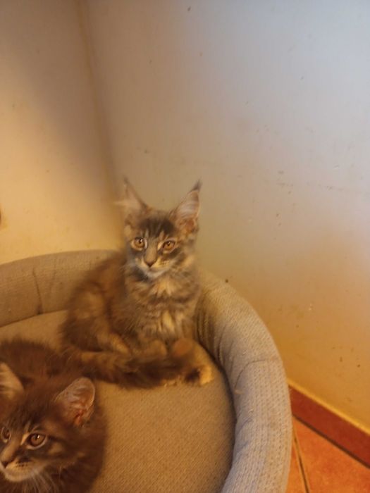 Kotka Maine Coon