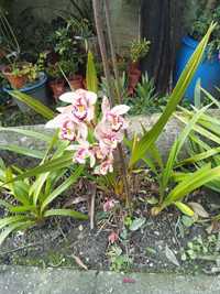 Orquídeas várias cores e romanzeira de Jardim