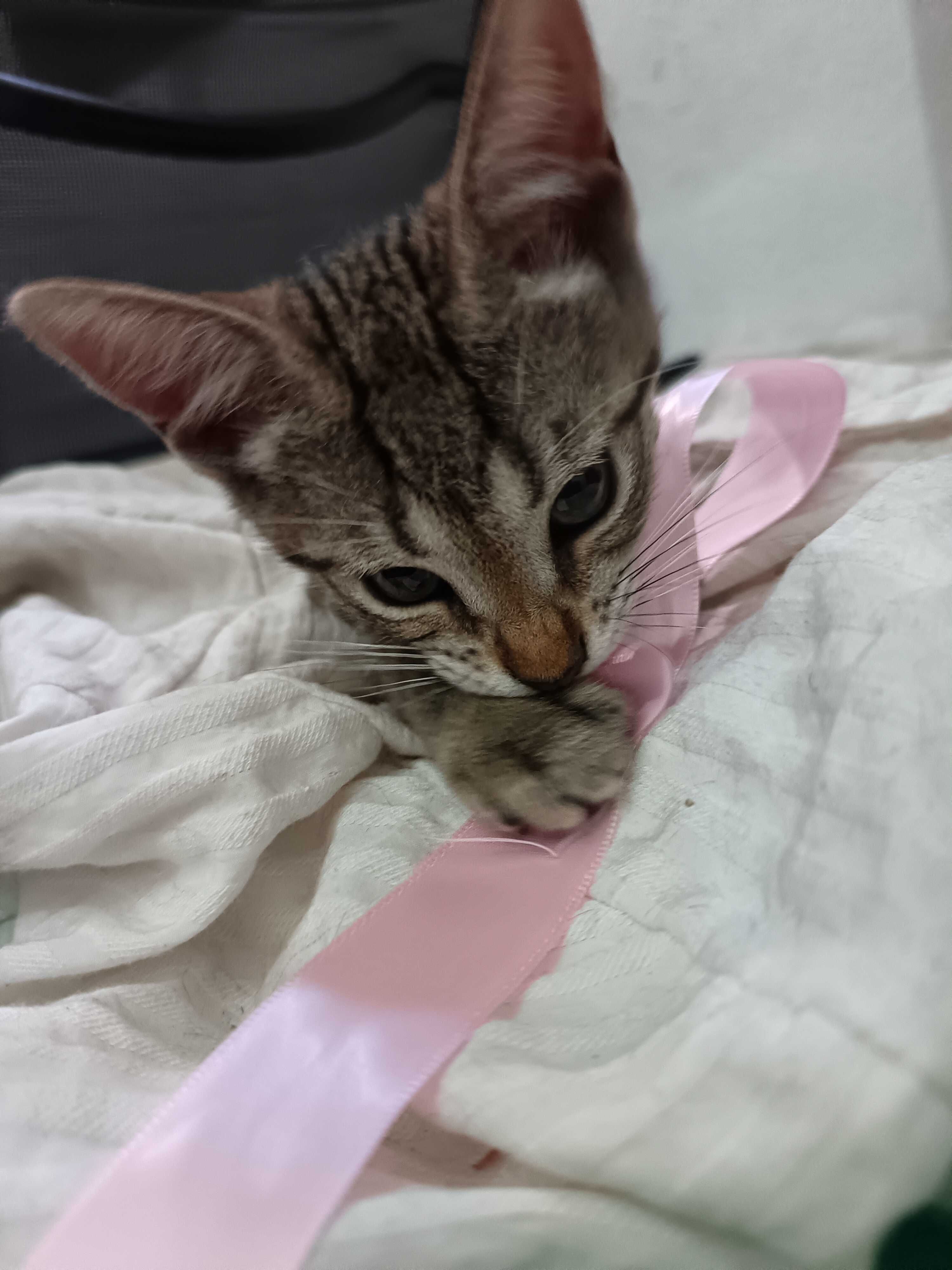 Gatinho adorável para oferecer