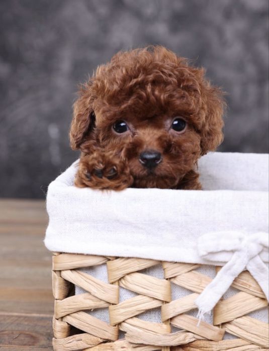 Пудель той китай