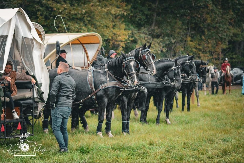 4 letni walach śląski