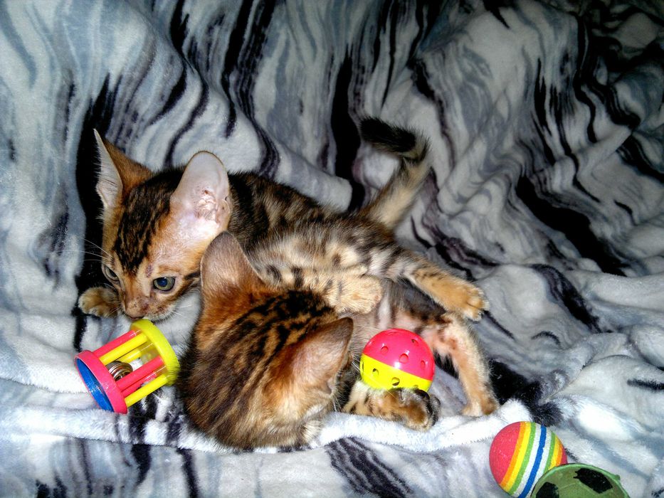 Елітна бенгалочка ШОУ клас від клубної вязки в розведення