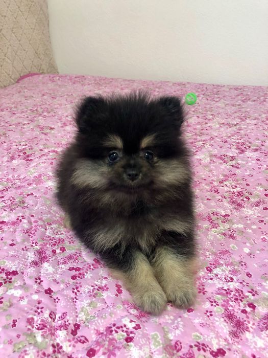 Lulu da Pomerânia Macho Mini