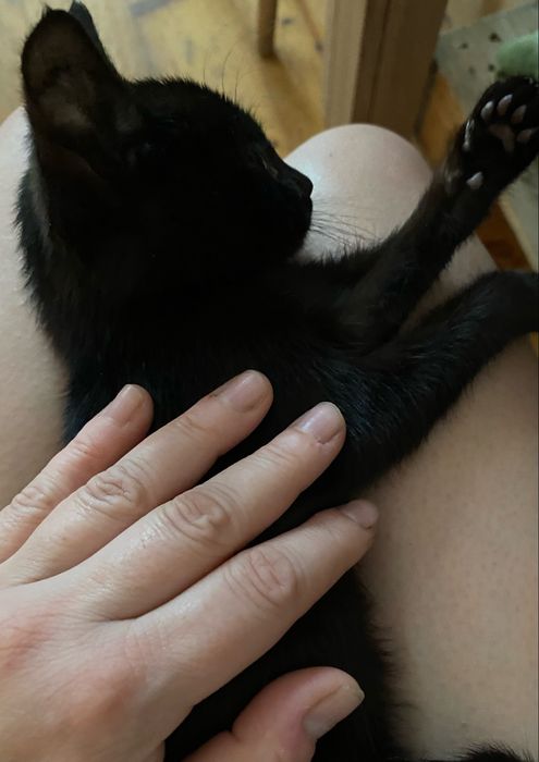 Kot chłopiec grzeczny i nauczony wszystkiego