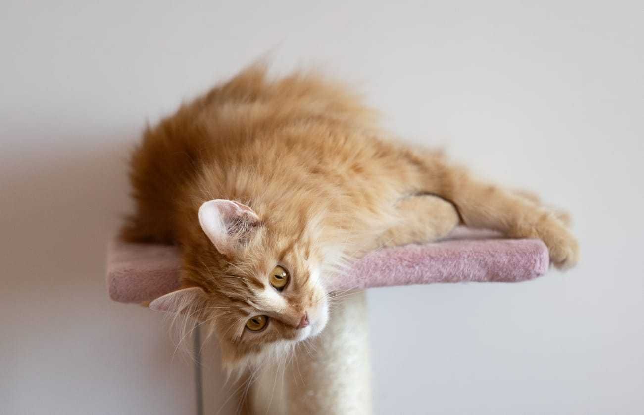 Koty Maine Coon sprzedam