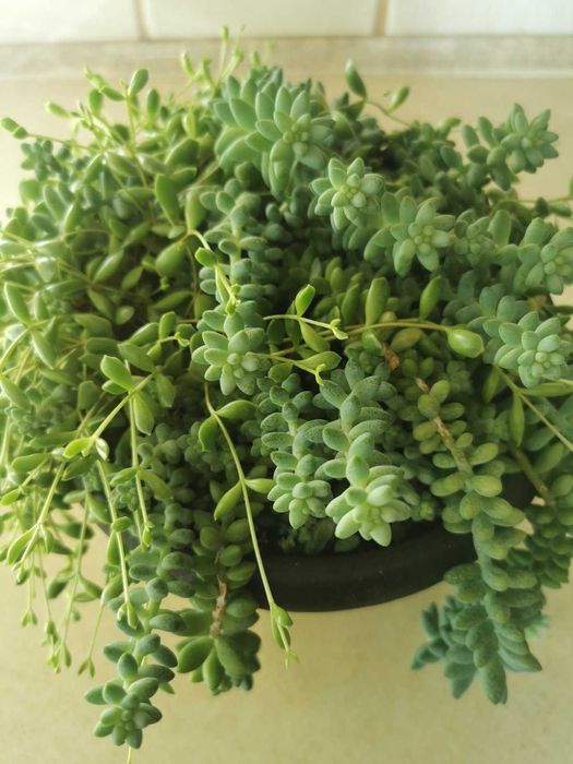 Sedum rozchodnik