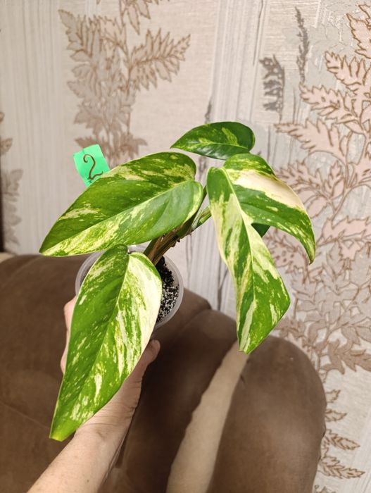 Філодендрон єпіпремнум Cintho Goldfinger сциндапсус