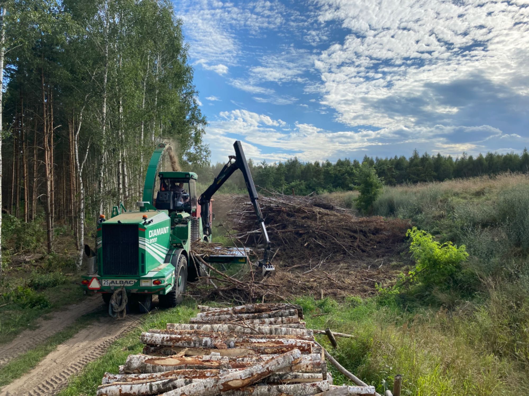 Wycinka Karczowanie Samosiejki Las