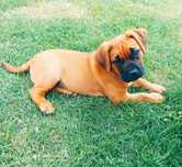Suczka  do adopcji