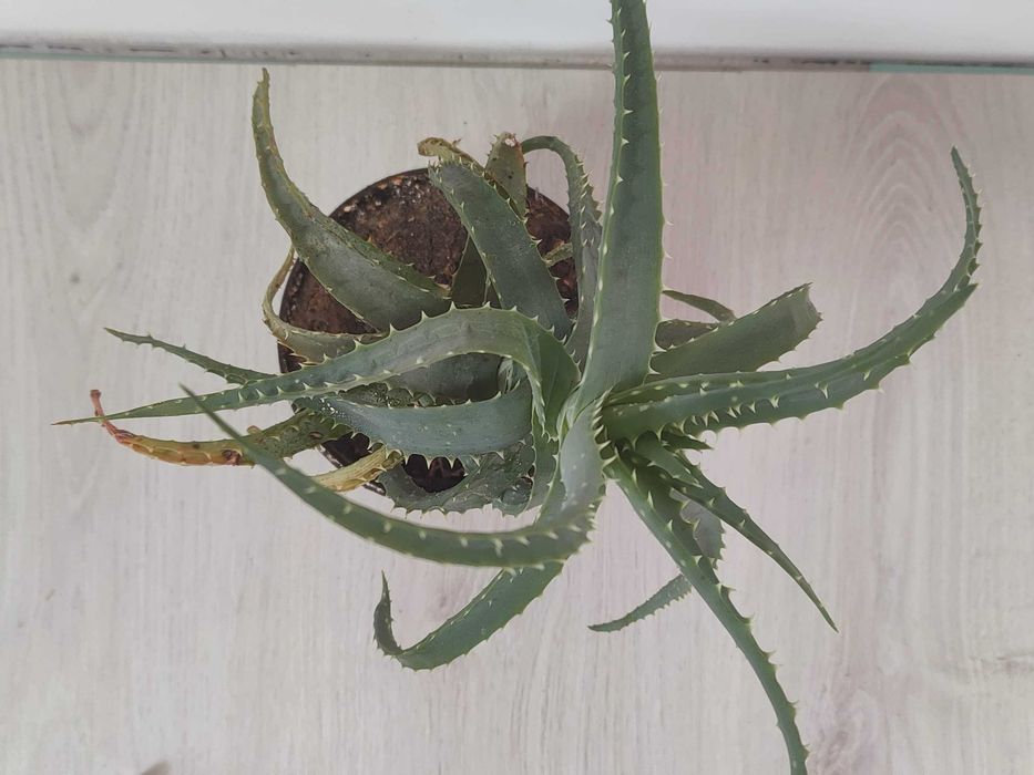 Алое деревоподібне (столітник)