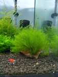 Fissidens Fontanus