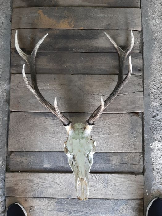 Sprzedam wieniec,poroże jelenia