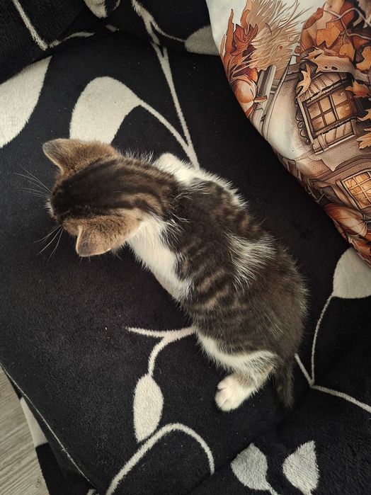 Oddam kotka w dobre ręce