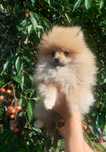 szpic miniaturowy pomeranian