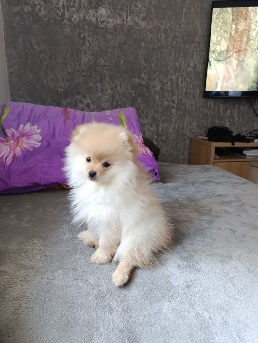 Pomeranian - Szpic miniaturowy z FCI z hodowli Włochaty Świat