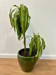 Vaso de cerâmica esmaltado verde + planta Dracaena Fragrans com 80cm