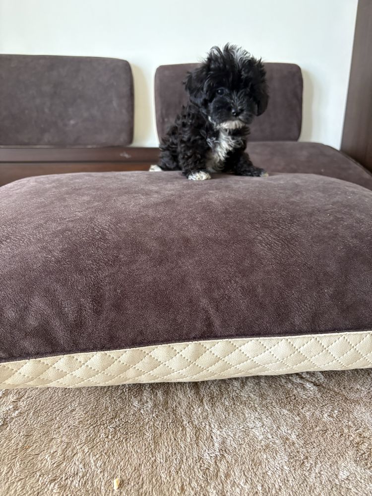 Maltipoo z pieknym wlosem