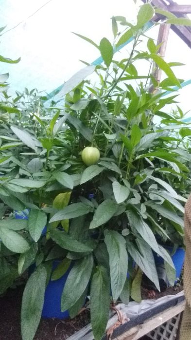 Sadzonka Pomidora Pepino