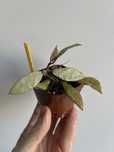 Hoya lacunosa royal flush