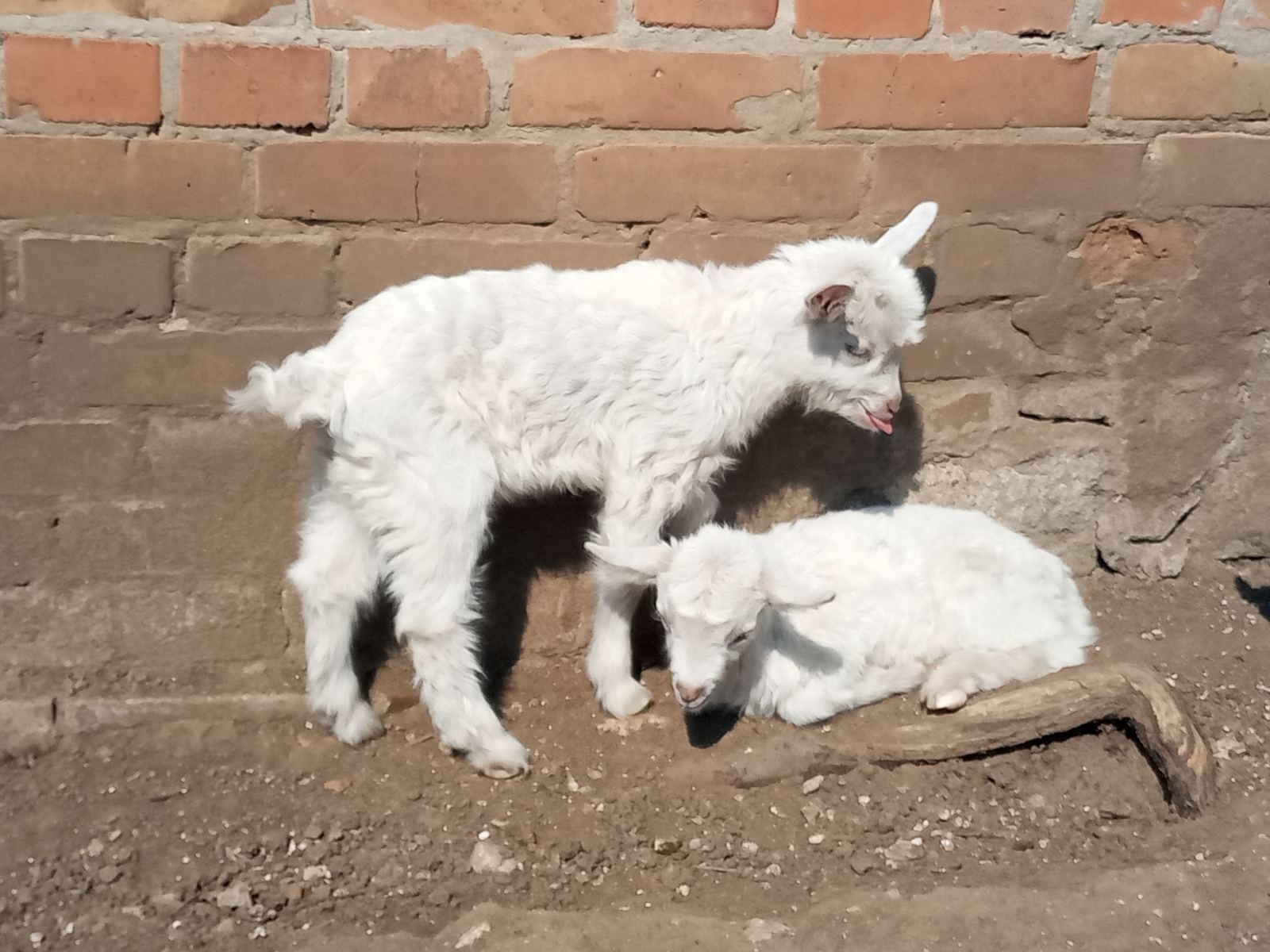 Продам безрогих Заанинских козлят