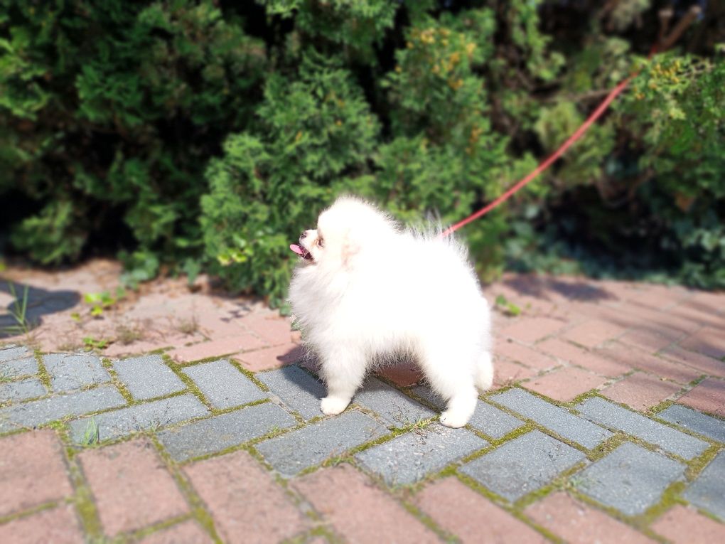 Pomeranian Szpic, z dokumentami FCI
