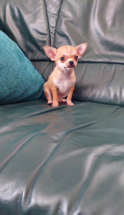 Maleńka suczka chihuahua