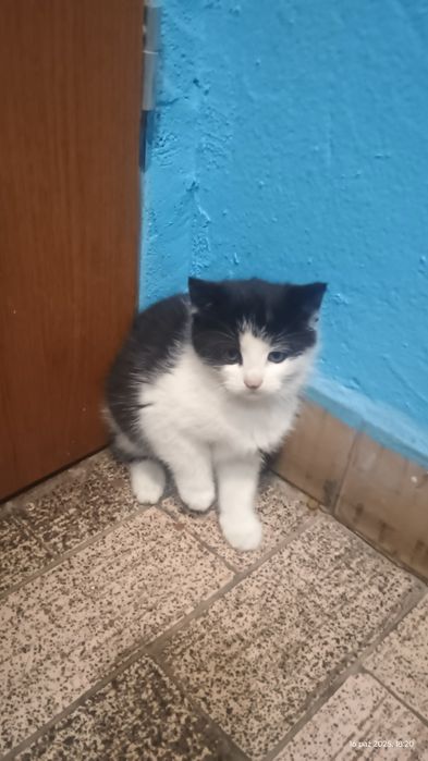 Oddam w dobre ręce kotkę