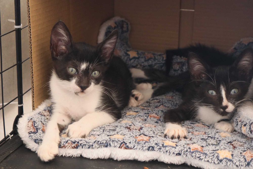 4 Gatinhos à procura de família – Tavira (Algarve)