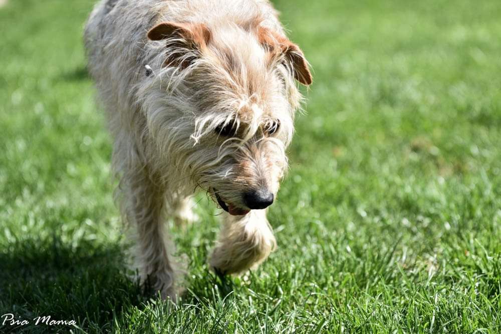 Optymistyczny słodziak Lucek poleca się do adopcji!!! Pies na medal!!!