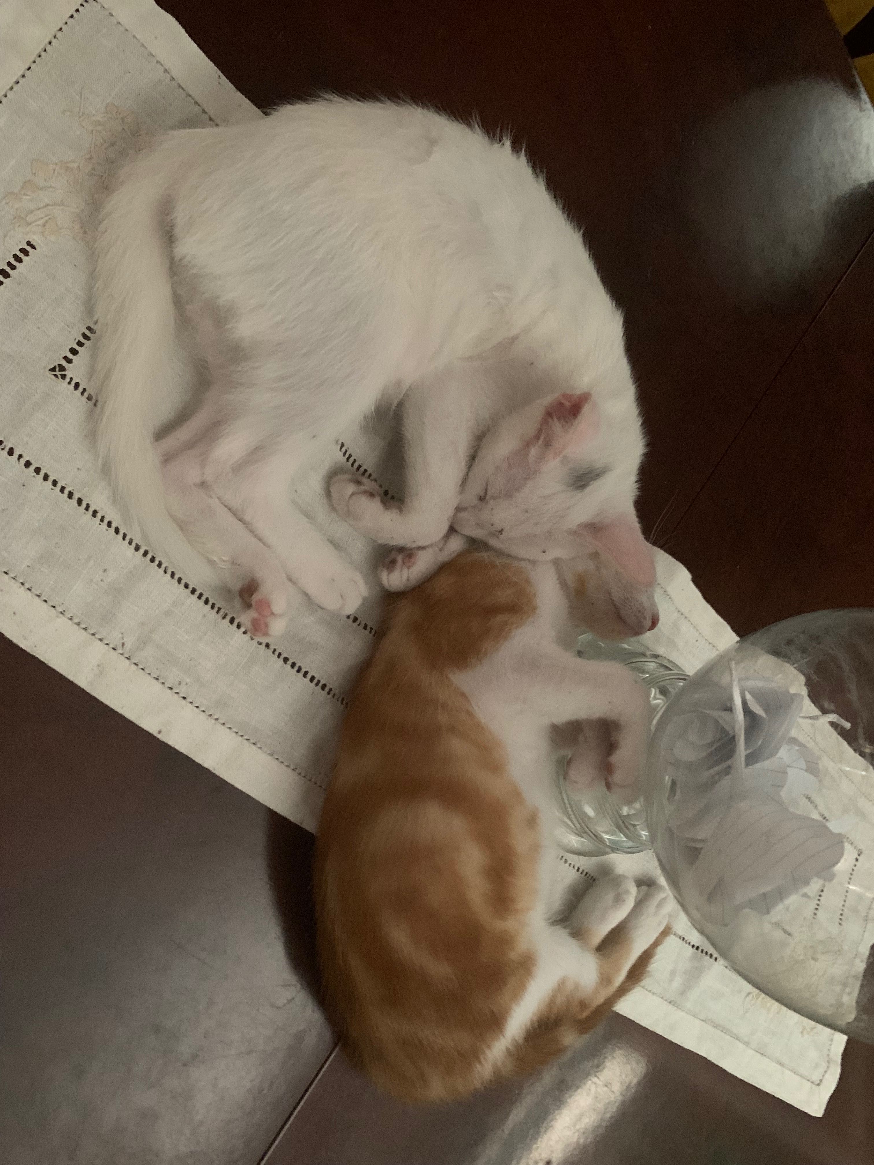 Gatinhos para adotar