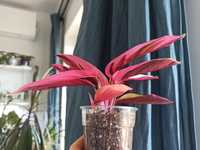 Stromanthe Sanguinea Triostar