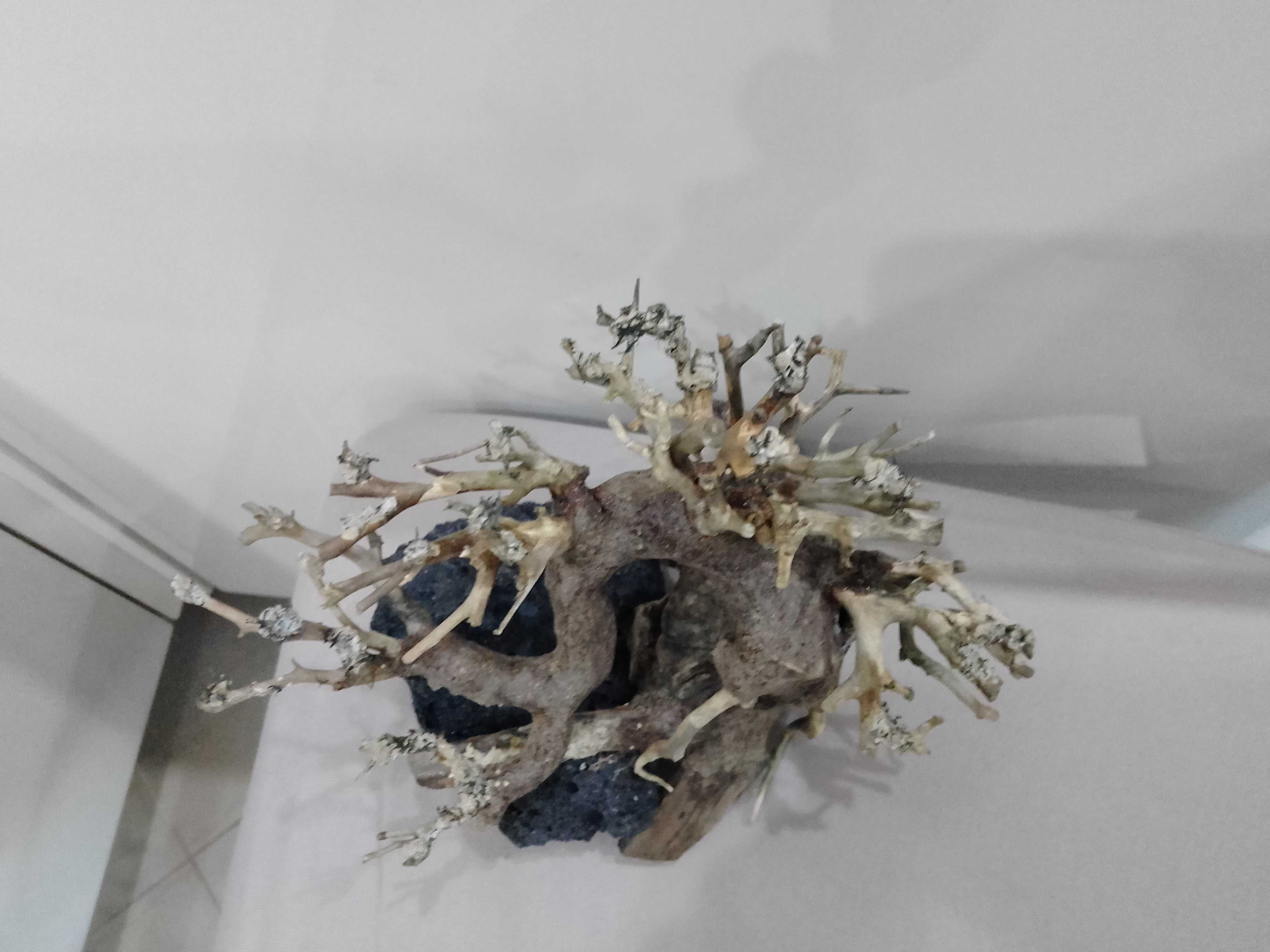 Drzewko bonsai do akwarium