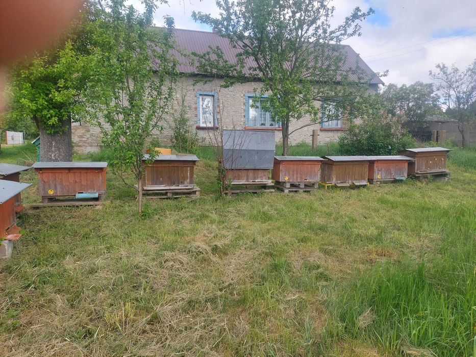 Sprzedam ule wielkopolskie leżaki z pszczołami