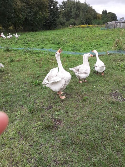 Sprzedam gesi młode tuszki lub żywe