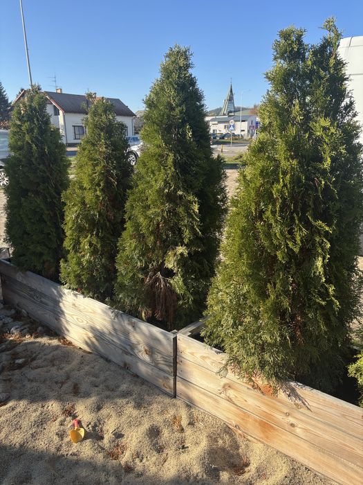 Tuje szmaragd TANIO odbior