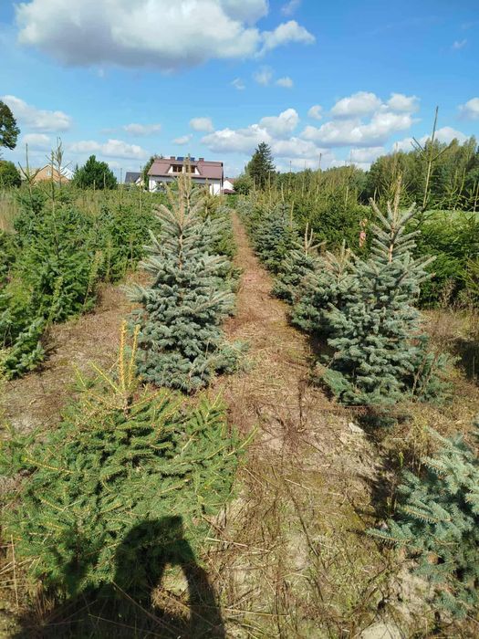 Sprzedam świerk pospolity, serbski oraz jodłę kaukaską.