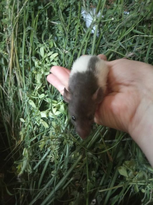 Криски добрі та лагідні білі чорні сфінкс криса доставка щурик клітк