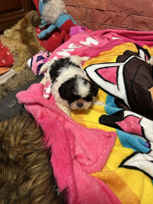 Suczka Shih Tzu z rodowodem mini