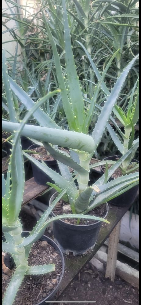 Aloes leczniczy w doniczkach