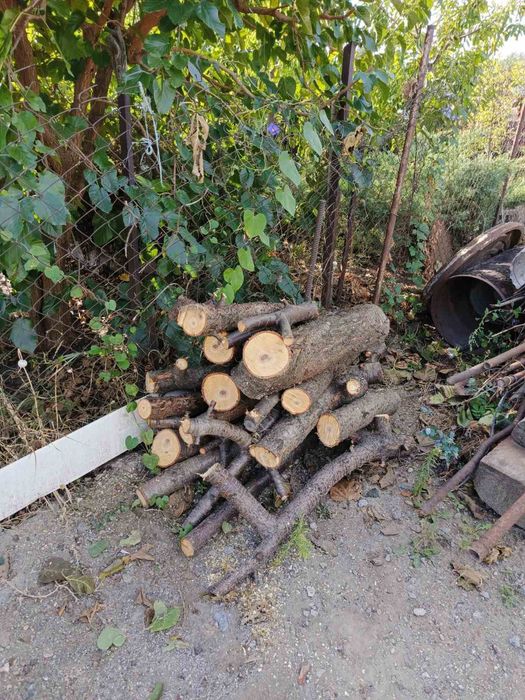 Спіл та розспил дерев