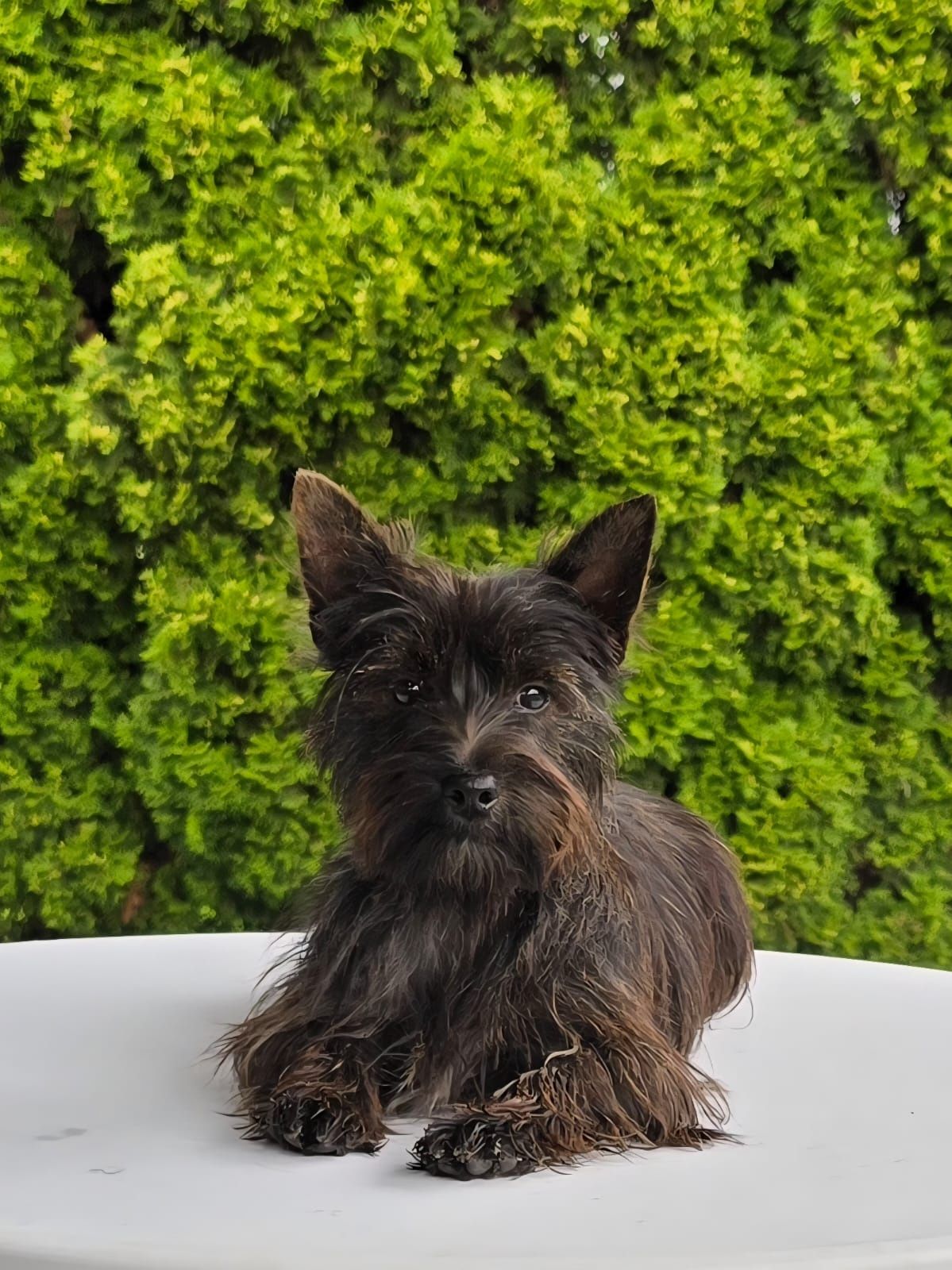 Młody piesek York mix