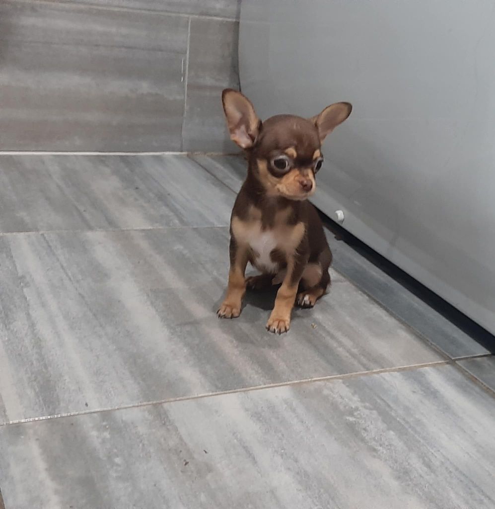Chihuahua chłopak krótkowłosy XS
