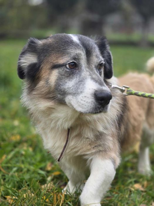Grzybek szuka domu -schronisko Zgierz-aktualne